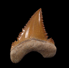 Paleocarcharodon transitional  tooth for sale | Buried Treasure Fossils