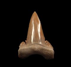 Excellent Palaeocarcharodon tooth for sale | Buried Treasure Fossils