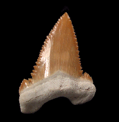 Paleocarcharodon transitional  tooth for sale | Buried Treasure Fossils