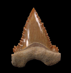 Large top quality Palaeocarcharodon tooth for sale | Buried Treasure Fossils