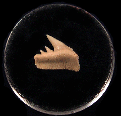 Hexanchus microdon tooth M665 | Buried Treasure Fossils