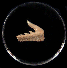 Moroccan Weltonia ancistrodon tooth | Buried Treasure Fossils