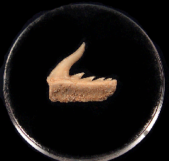 Rare Moroccan Weltonia Cow shark tooth for sale | Buried Treasure Fossils