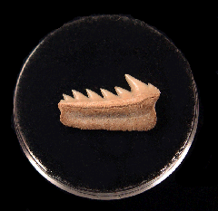 Heptranchias tooth | Buried Treasure Fossils