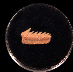 Heptranchias howellii tooth for sale