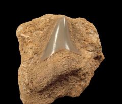 Austrian Megalodon tooth | Buried Treasure Fossils