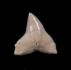 Big Modern Bull shark tooth for sale | Buried Treasure Fossils