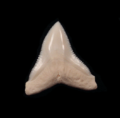 Big Modern Bull shark tooth for sale | Buried Treasure Fossils