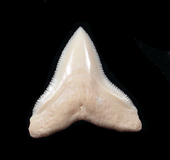 Big Modern Bull shark tooth for sale | Buried Treasure Fossils