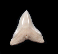 Big Modern Bull shark tooth for sale | Buried Treasure Fossils