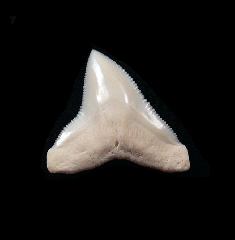 Big Modern Bull shark tooth for sale | Buried Treasure Fossils