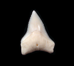 White Bull shark tooth for sale | Buried Treasure Fossils