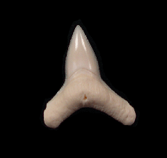 Killer Carcharhinus leucas shark tooth for sale | Buried Treasure Fossils