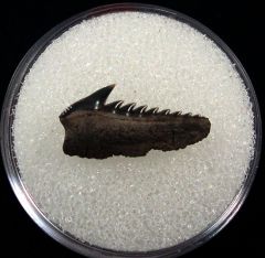 Hexanchus collinsonae parasymphyseal tooth for sale – Buried Treasure Fossils