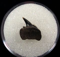 Virginia Hexanchus collinsonae tooth for sale – Buried Treasure Fossils