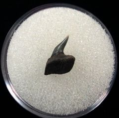 Hexanchus collinsonae parasymphyseal tooth – Buried Treasure Fossils