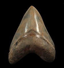 Top Quality Megalodon tooth for sale : Buried Treasure Fossils