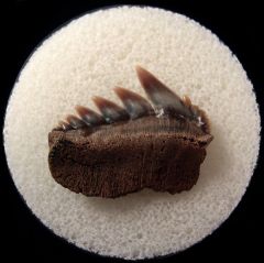 Calvert Cliff Notorynchus tooth for sale | Buried Treasure Fossils