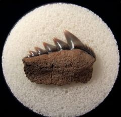 Calvert Cliff Notorynchus tooth for sale | Buried Treasure Fossils