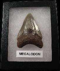 Killer SC Megalodon shark teeth for sale | Buried Treasure Fossils