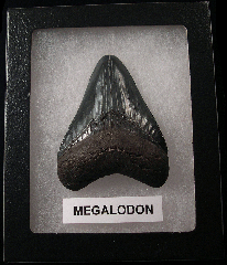 Killer SC Megalodon shark teeth for sale | Buried Treasure Fossils