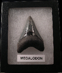 Killer SC Megalodon shark teeth for sale | Buried Treasure Fossils