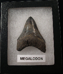 Killer SC Megalodon shark teeth for sale | Buried Treasure Fossils