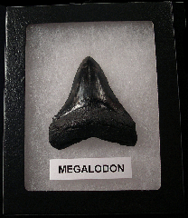 Killer SC Megalodon shark teeth for sale | Buried Treasure Fossils