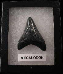 Killer SC Megalodon shark teeth for sale | Buried Treasure Fossils