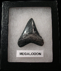 Killer SC Megalodon shark teeth for sale | Buried Treasure Fossils