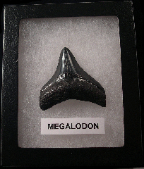 Killer SC Megalodon shark teeth for sale | Buried Treasure Fossils