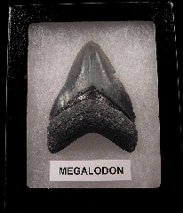 Authentic Florida Megalodon tooth for sale | Buried Treasure Fossils