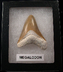 Bone Valley Megalodon tooth | Buried Treasure Fossils