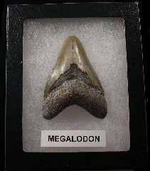 Authentic Florida Megalodon tooth for sale | Buried Treasure Fossils