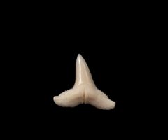 Modern Lemon shark tooth for sale | BuriedTreasureFossils