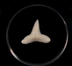 Real Lemon shark tooth for sale | BuriedTreasureFossils