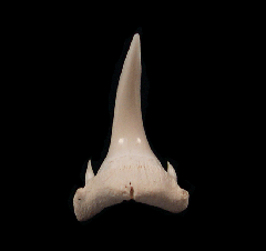 Modern Bigeye Sand Tiger shark tooth | Buried Treasure Fossils  