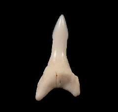 Glyphis shark tooth | Buried Treasure Fossils  