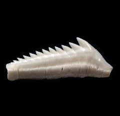 Bluntnose Sixgill shark tooth | Buried Treasure Fossils