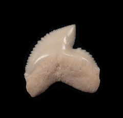 Galeocerdo cuvier  tooth | Buried Treasure Fossils