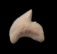 Galeocerdo cuvier  tooth | Buried Treasure Fossils