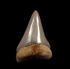 Baja Great White shark tooth for sale | Buried Treasure Fossils