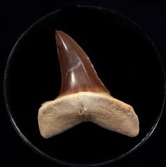 Baja Isurus oxyrinchus tooth for sale | Buried Treasure Fossils