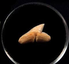 Baja Hammerhead shark tooth for sale | Buried Treasure Fossils