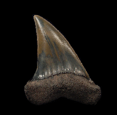 Big Netherlands Carcharomodus escheri tooth for sale | Buried Treasure Fossils