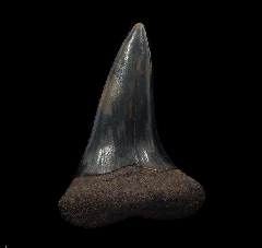 Carcharomodus escheri tooth for sale | Buried Treasure Fossils