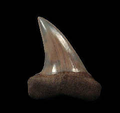 Perfect Netherlands Carcharomodus escheri tooth | Buried Treasure Fossils