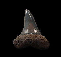 Perfect Carcharomodus escheri shark tooth | Buried Treasure Fossils