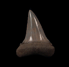 Isurus escheri tooth from Netherlands for sale | Buried Treasure Fossils