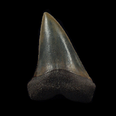 Big Netherlands Carcharodon hastalis tooth | Buried Treasure Fossils